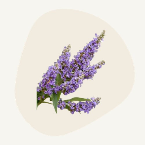 Images site - 2