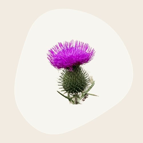 Images site - 19