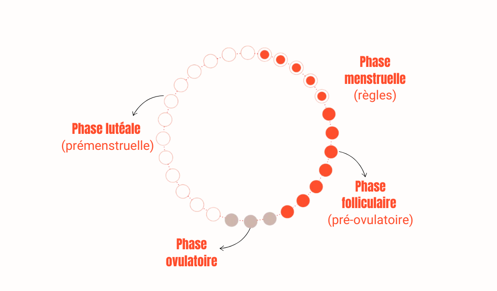 Cycle menstruel